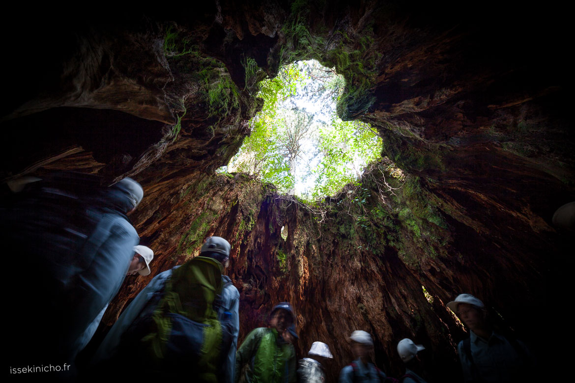 Yakushima 屋久島 – partie 5