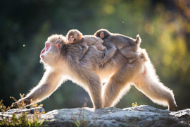 singe du japon avec deux bébés singes