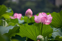 Fleurs de lotus dans le parc de Ueno en été à Tokyo