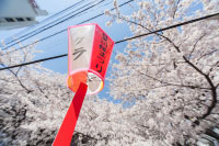 hanami, lanterne lors de la floraison des cerisiers au Japon